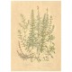 Flax Art Poster | Encyclopedia Wildflower A | FWP-AP-EN1A